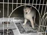 柴犬(標準サイズ)【山梨県・女の子・2018年1月8日・白】の写真1