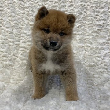 柴犬(標準サイズ)【福島県・女の子・2024年1月7日・赤柴】の写真「健康優良児！元気です！」